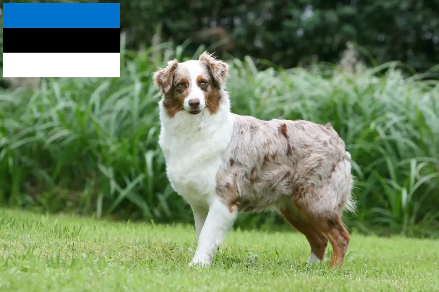 Owczarek australijski szczenięta i hodowcy Estonia Znajdź hodowców owczarków australijskich w Estonia.