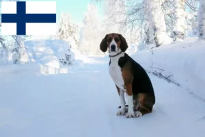 Read more about the article Hodowcy psów gończych fińskich i szczenięta w Finlandia