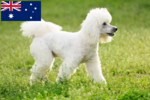 Read more about the article Hodowcy pudli i szczenięta w Australia