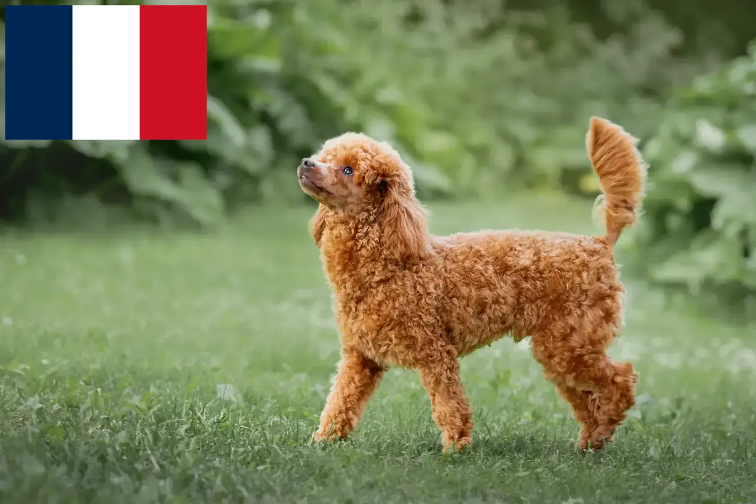 Pudel szczenięta i hodowcy Francja Znajdź hodowców pudli w Francja tutaj.
