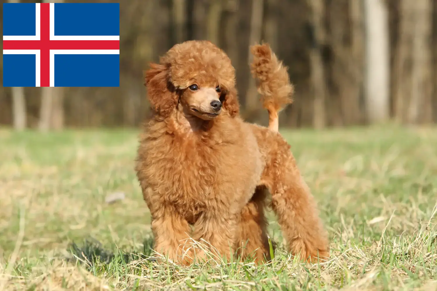 Read more about the article Hodowcy pudli i szczenięta w Islandia