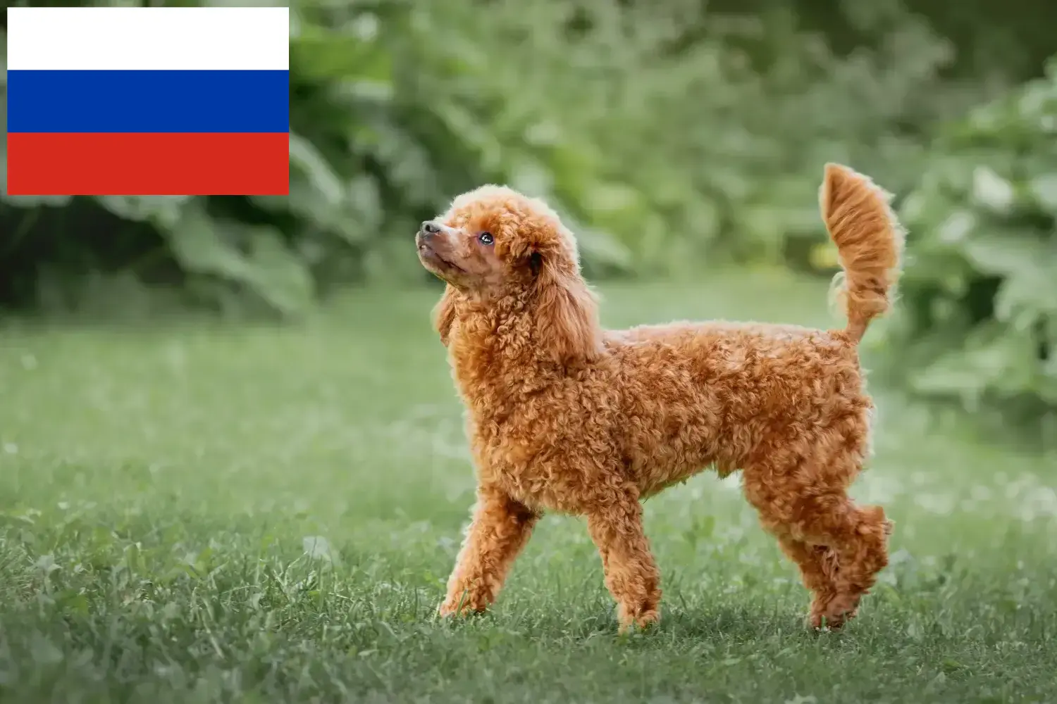 Pudel szczenięta i hodowcy Rosja Znajdź hodowców pudli w Rosja tutaj.
