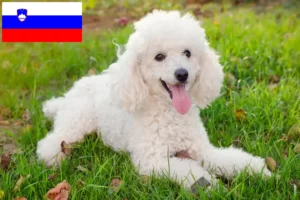 Read more about the article Hodowcy pudli i szczenięta w Słowenia