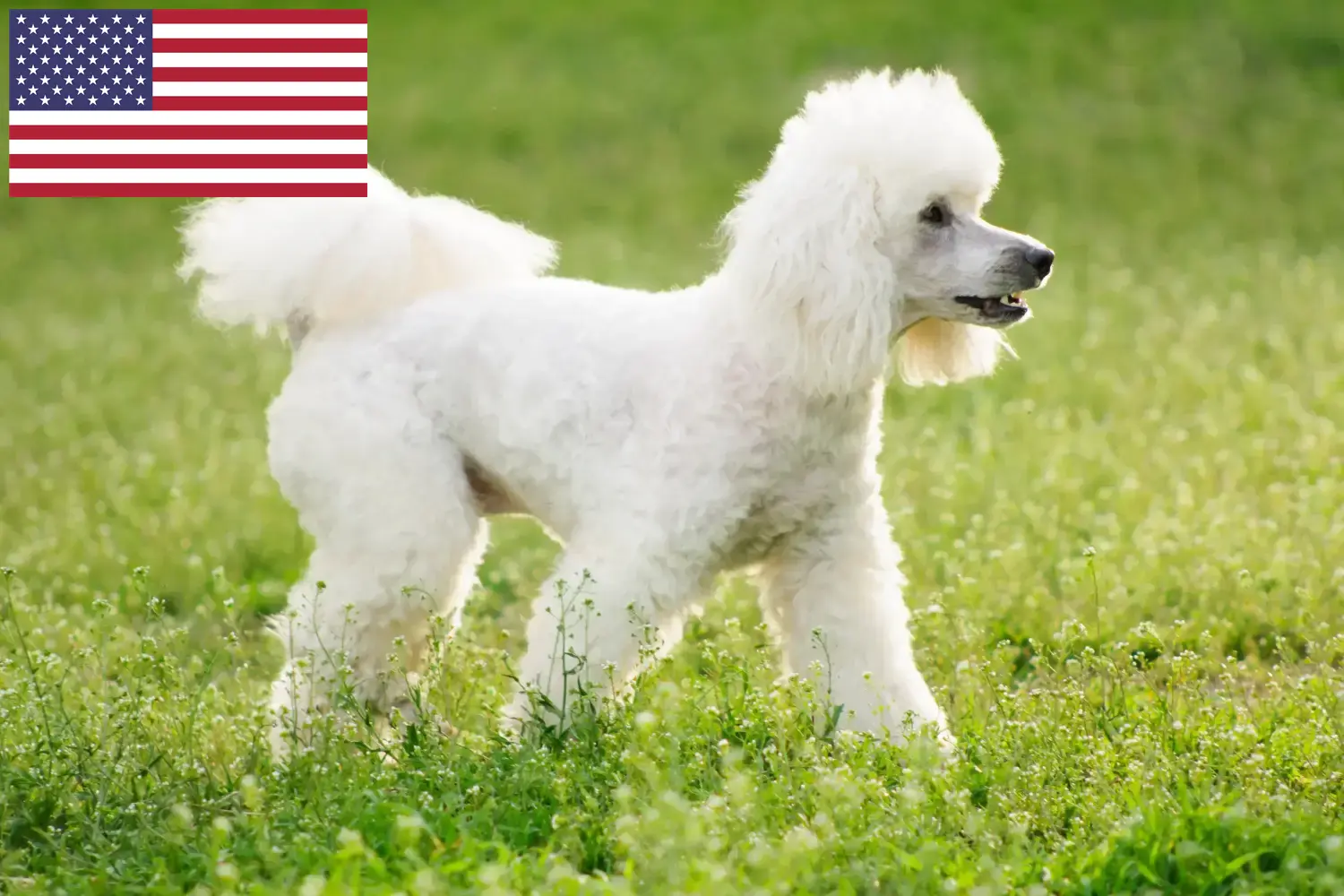 Pudel szczenięta i hodowcy USA Tutaj znajdziesz hodowców rasy Pudel w USA.