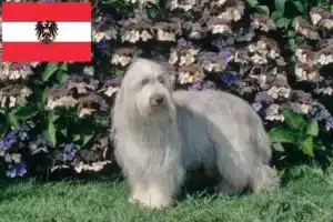 Read more about the article Hodowcy i szczenięta Bearded Collie w Austria