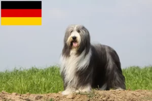 Read more about the article Hodowcy i szczenięta Bearded Collie w Niemcy