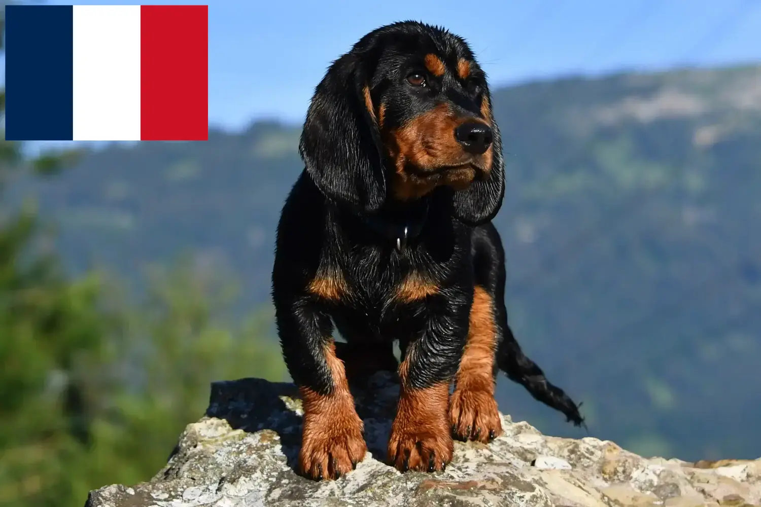 Alpejski Dachsbracke szczenięta i hodowcy Francja Tutaj znajdziesz hodowców Alpine Dachsbracken w Francja.