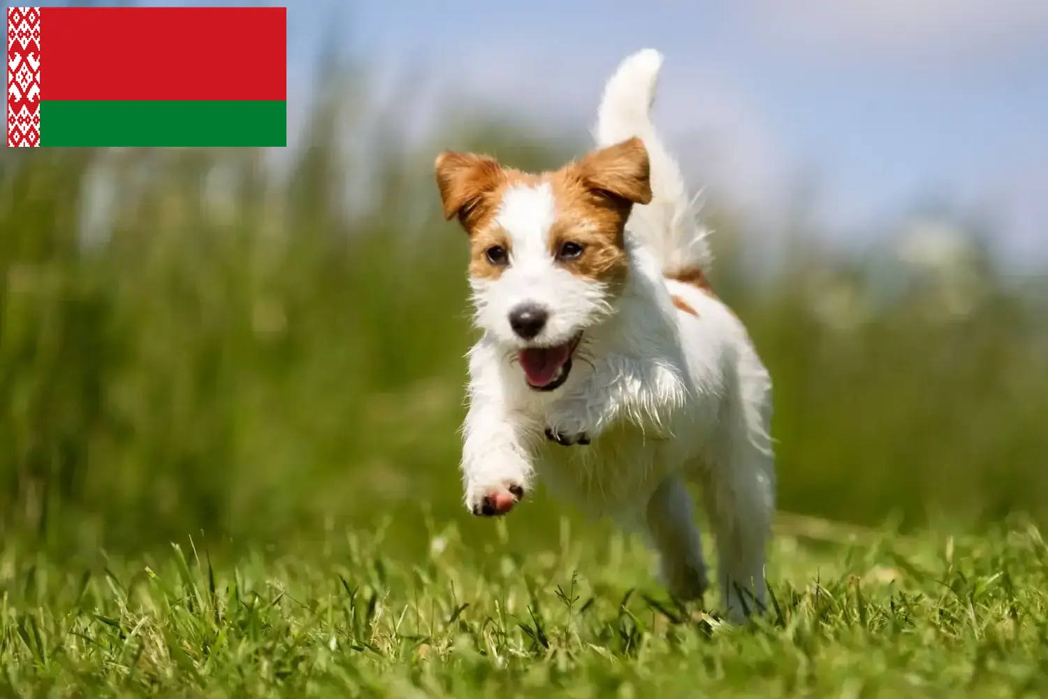 Jack Russell szczenięta i hodowcy Białoruś Znajdź hodowców Jack Russell w Białoruś tutaj.