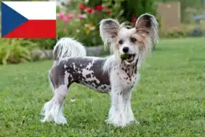 Read more about the article Hodowcy psów rasy Chiński grzywacz i szczenięta w Czechy