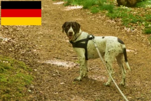 Read more about the article Hodowcy rasy Wyżeł duński i szczenięta w Niemcy