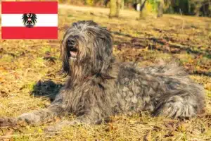 Read more about the article Hodowcy i szczenięta owczarków bergamasco w Austrii