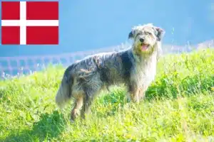 Read more about the article Hodowca owczarków bergamaskich i szczenięta w Danii