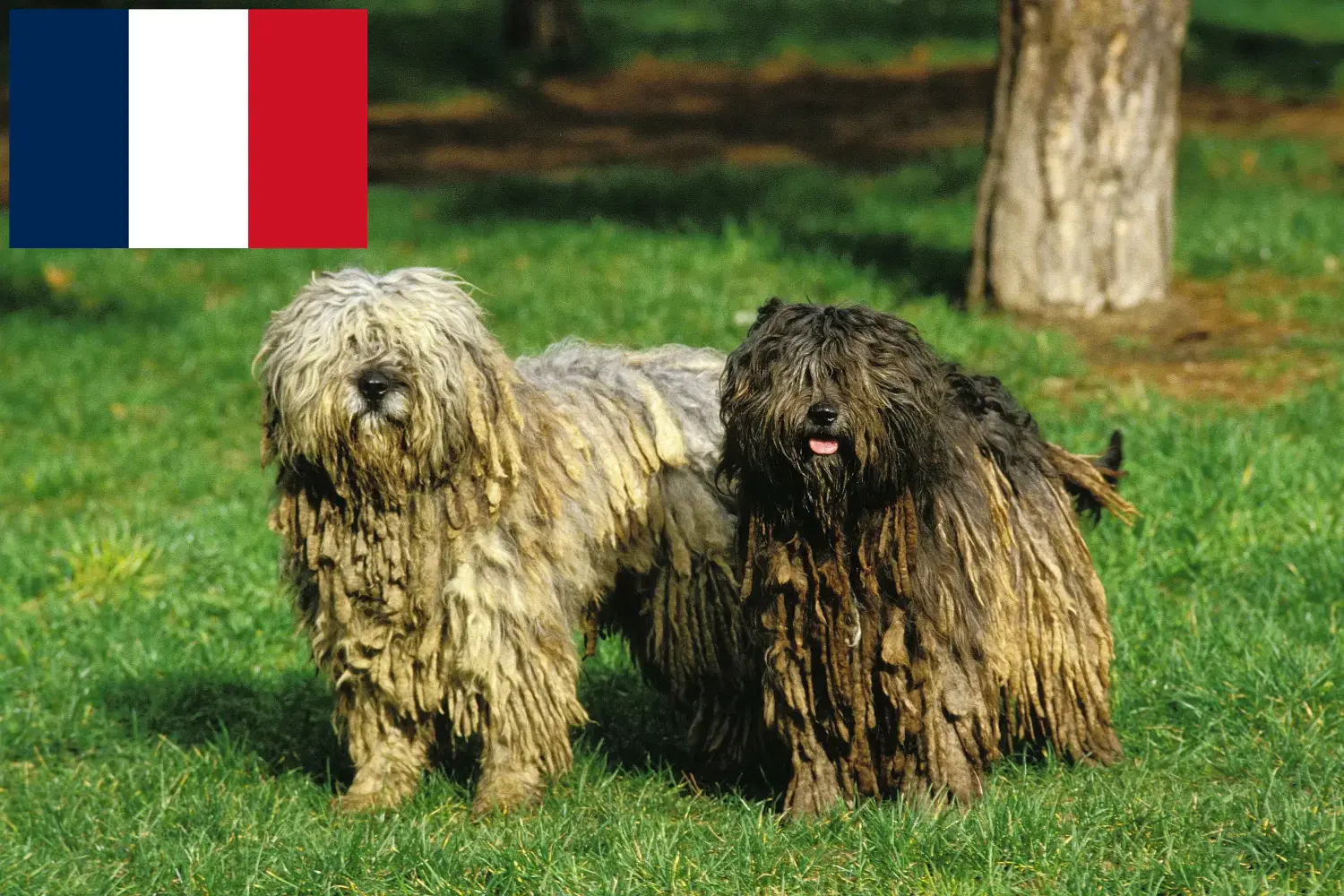 Read more about the article Hodowca owczarków Bergamasco i szczenięta we Francji