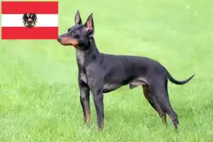 Read more about the article Hodowcy i szczenięta English Toy Terrier w Austria