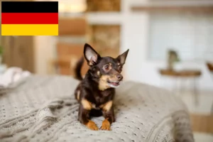 Read more about the article Hodowcy i szczenięta English Toy Terrier w Niemcy
