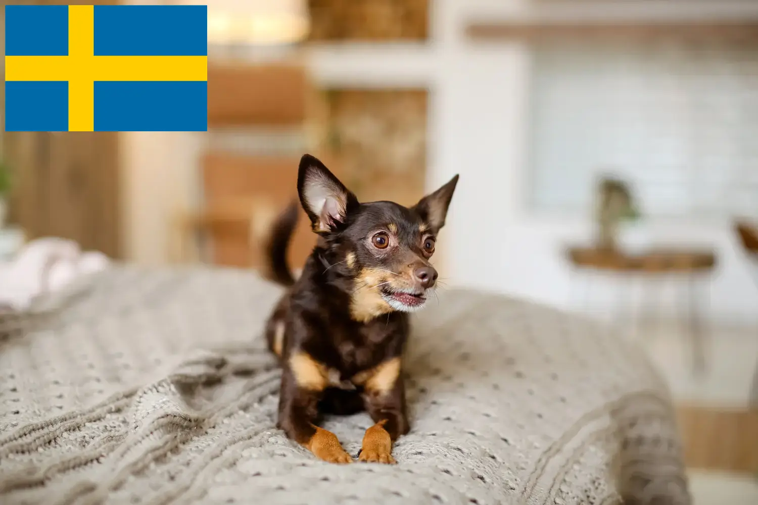 Szczeniaki i hodowcy English Toy Terrier Szwecja Tutaj znajdziesz hodowców English Toy Terrier w Szwecja.