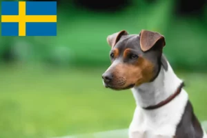 Read more about the article Hodowca terierów brazylijskich i szczeniąt w Szwecja