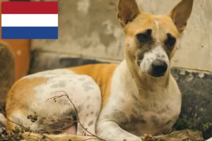 Read more about the article Indyjscy hodowcy psów pariasów i szczenięta w Holandii