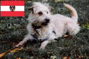 Read more about the article Hodowcy i szczenięta Irish Glen of Imaal Terrier w Austria