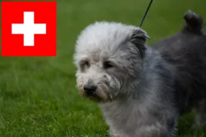 Read more about the article Hodowcy i szczenięta Irish Glen of Imaal Terrier w Szwajcaria