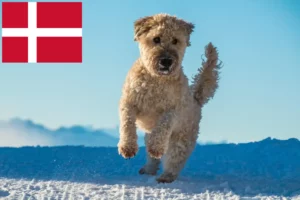 Read more about the article Hodowcy i szczenięta Irish soft coated wheaten terrier w Dania