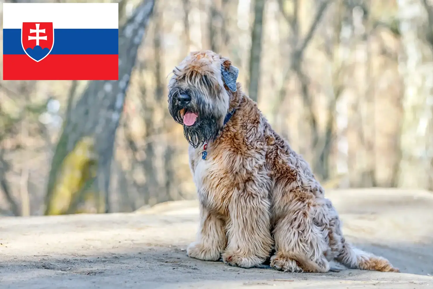 Irish Soft Coated Wheaten Terrier szczenięta i hodowcy Słowacja Tutaj można znaleźć hodowców Irish Soft Coated Wheaten Terrier w Słowacja.