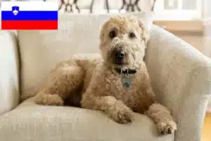 Read more about the article Hodowcy i szczenięta Irish soft coated wheaten terrier w Słowenia