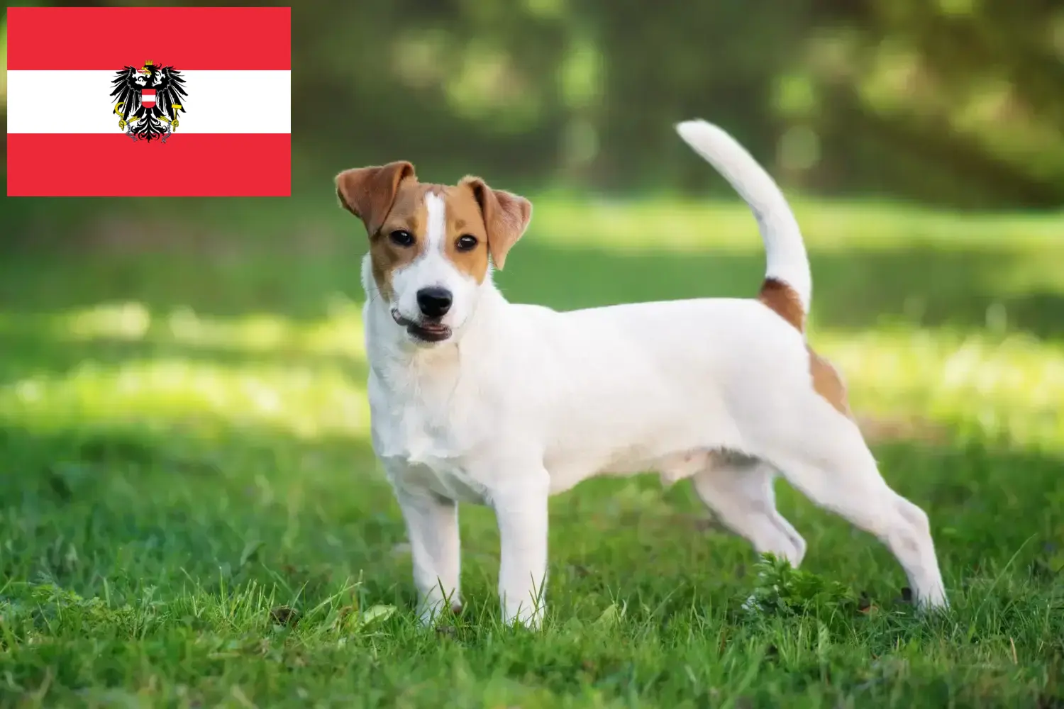 Jack Russell szczenięta i hodowcy Austria Tutaj znajdziesz hodowców rasy Jack Russell w Austria.