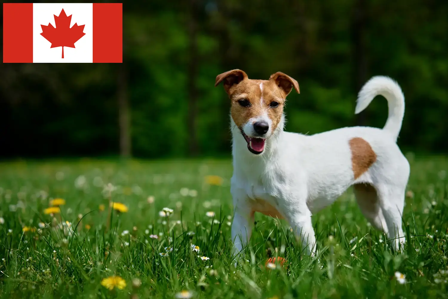 Jack Russell szczenięta i hodowcy Kanada Znajdź hodowców Jack Russell w Kanada tutaj.