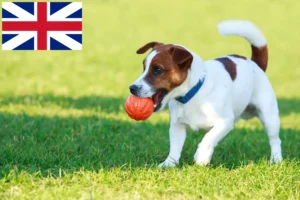 Read more about the article Hodowcy i szczenięta Jack Russell w Wielka Brytania