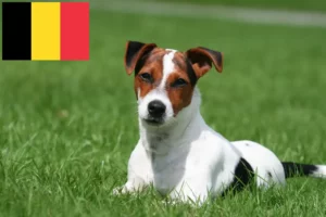 Read more about the article Hodowcy i szczenięta rasy Jack Russell w Belgia