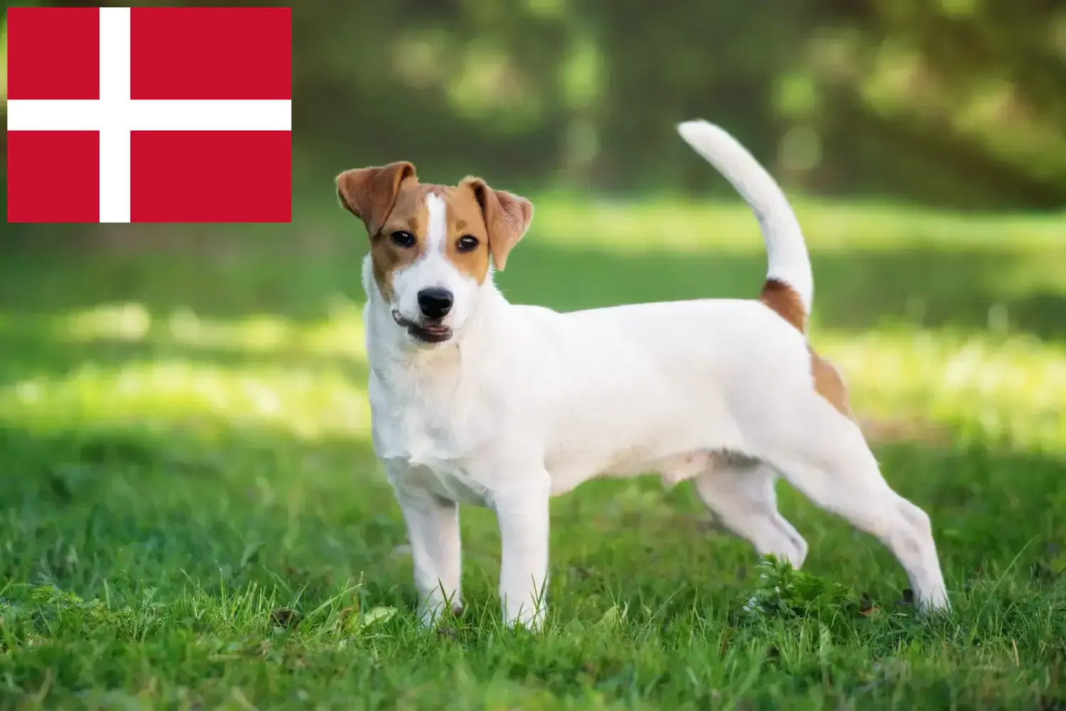 Jack Russell szczenięta i hodowcy Dania Znajdź hodowców Jack Russell w Dania tutaj.