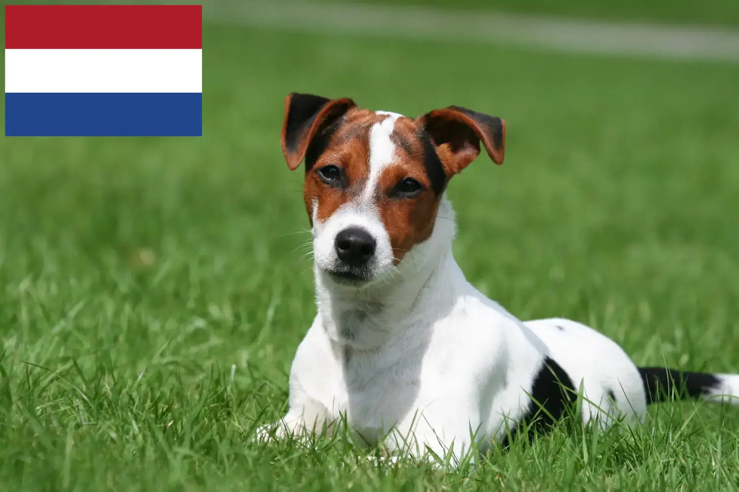 Jack Russell szczenięta i hodowcy Holandia Znajdź hodowców Jack Russell w Holandia tutaj.