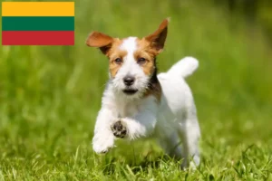 Read more about the article Hodowcy i szczenięta Jack Russell w Litwa