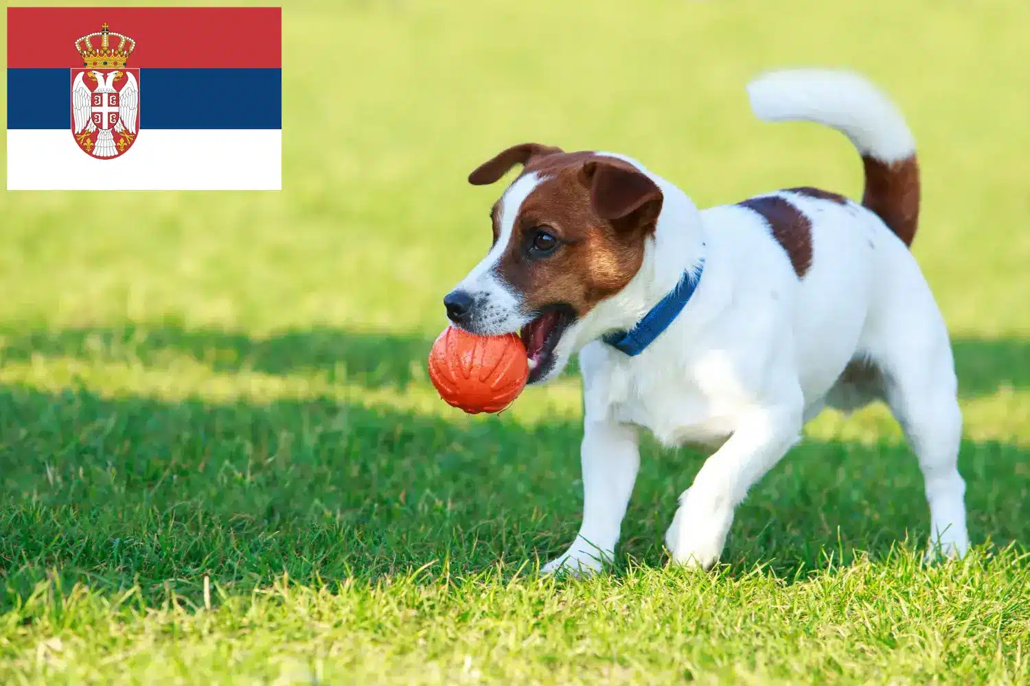 Jack Russell szczenięta i hodowcy Serbia Znajdź hodowców Jack Russell w Serbia tutaj.