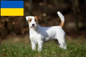Read more about the article Hodowcy i szczenięta Jack Russell w Ukraina