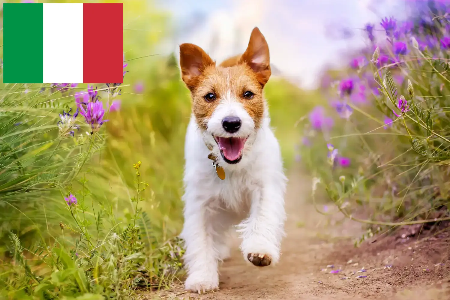 Read more about the article Hodowcy i szczenięta Jack Russell w Włochy