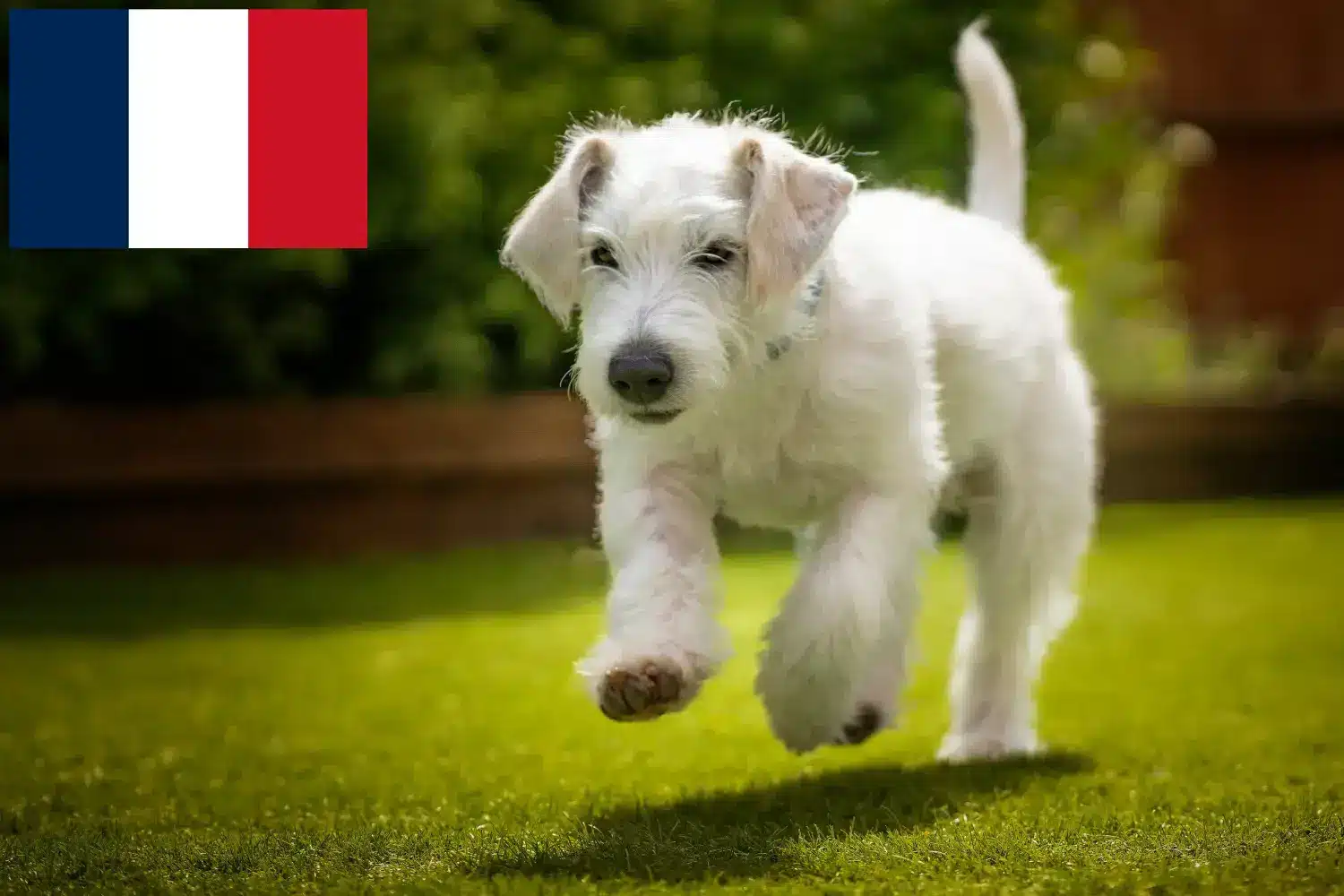 Jackapoo szczenięta i hodowcy Francja Znajdź hodowców Jackapoo w Francja tutaj.