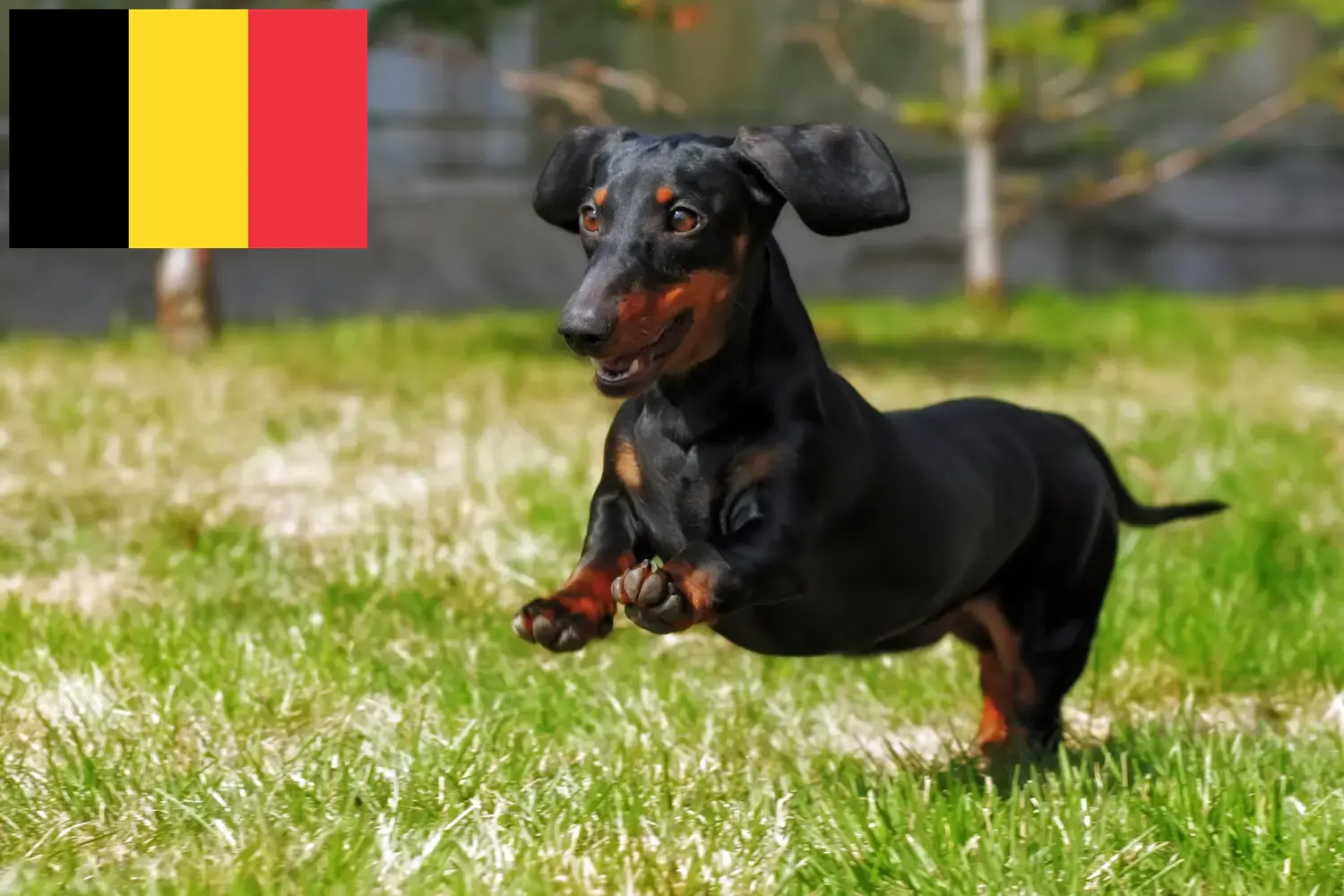 Jamniki szczenięta i hodowcy Belgia Tutaj znajdziesz hodowców jamników w Belgia.