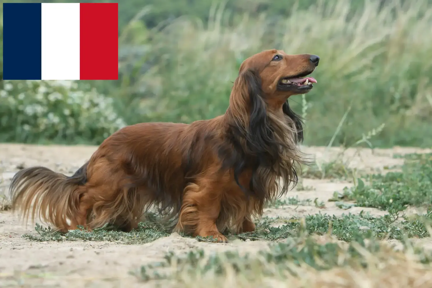 Jamniki szczenięta i hodowcy Francja Tutaj znajdziesz hodowców jamników w Francja.