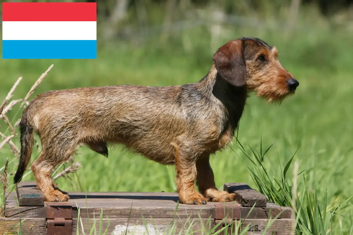 Jamniki szczenięta i hodowcy Luksemburg Znajdź hodowców jamników w Luksemburg.