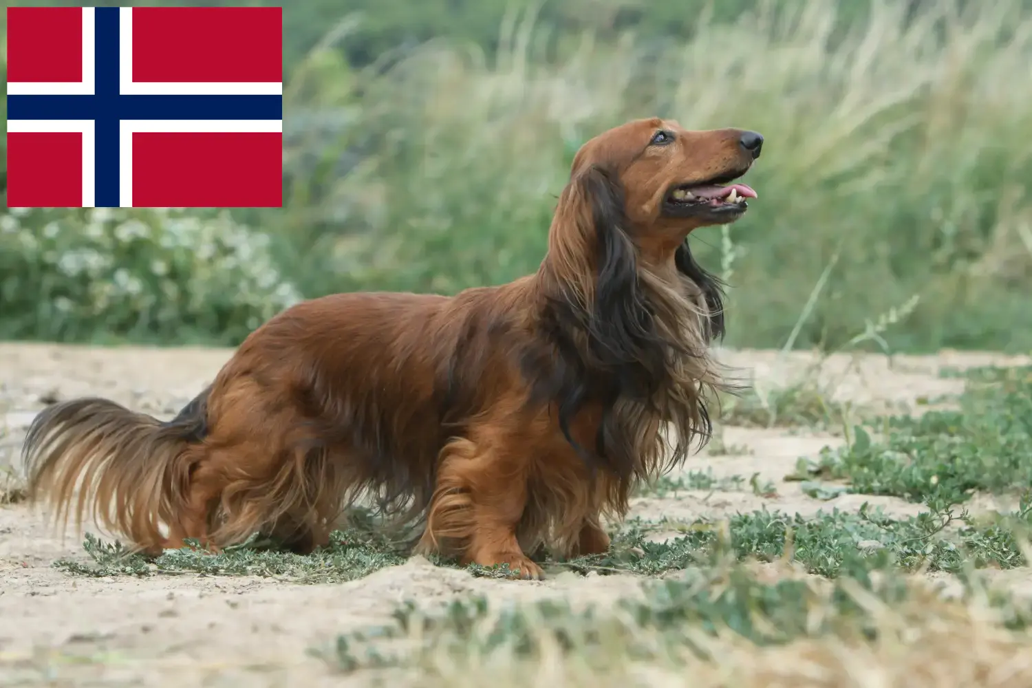 Jamniki szczenięta i hodowcy Norwegia Tutaj znajdziesz hodowców jamników w Norwegia.
