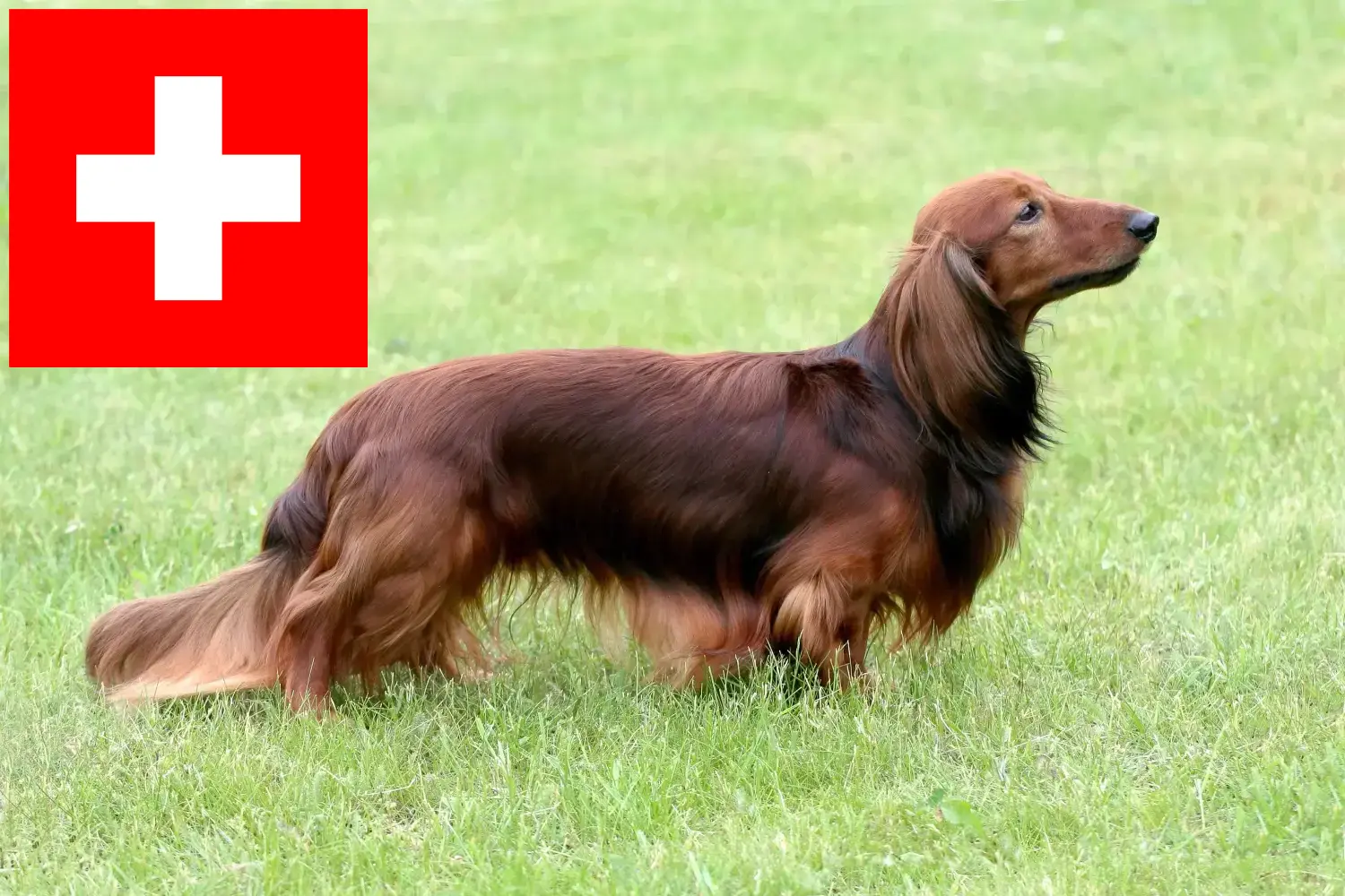 Jamniki szczenięta i hodowcy Szwajcaria Tutaj znajdziesz hodowców jamników w Szwajcaria.