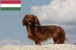 Read more about the article Hodowcy i szczenięta jamników w Węgry