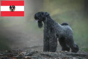 Read more about the article Hodowcy i szczenięta Kerry blue terrier w Austria