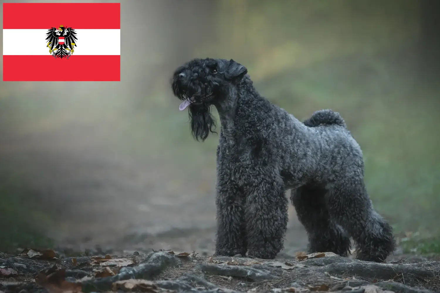 Read more about the article Hodowcy i szczenięta Kerry blue terrier w Austria
