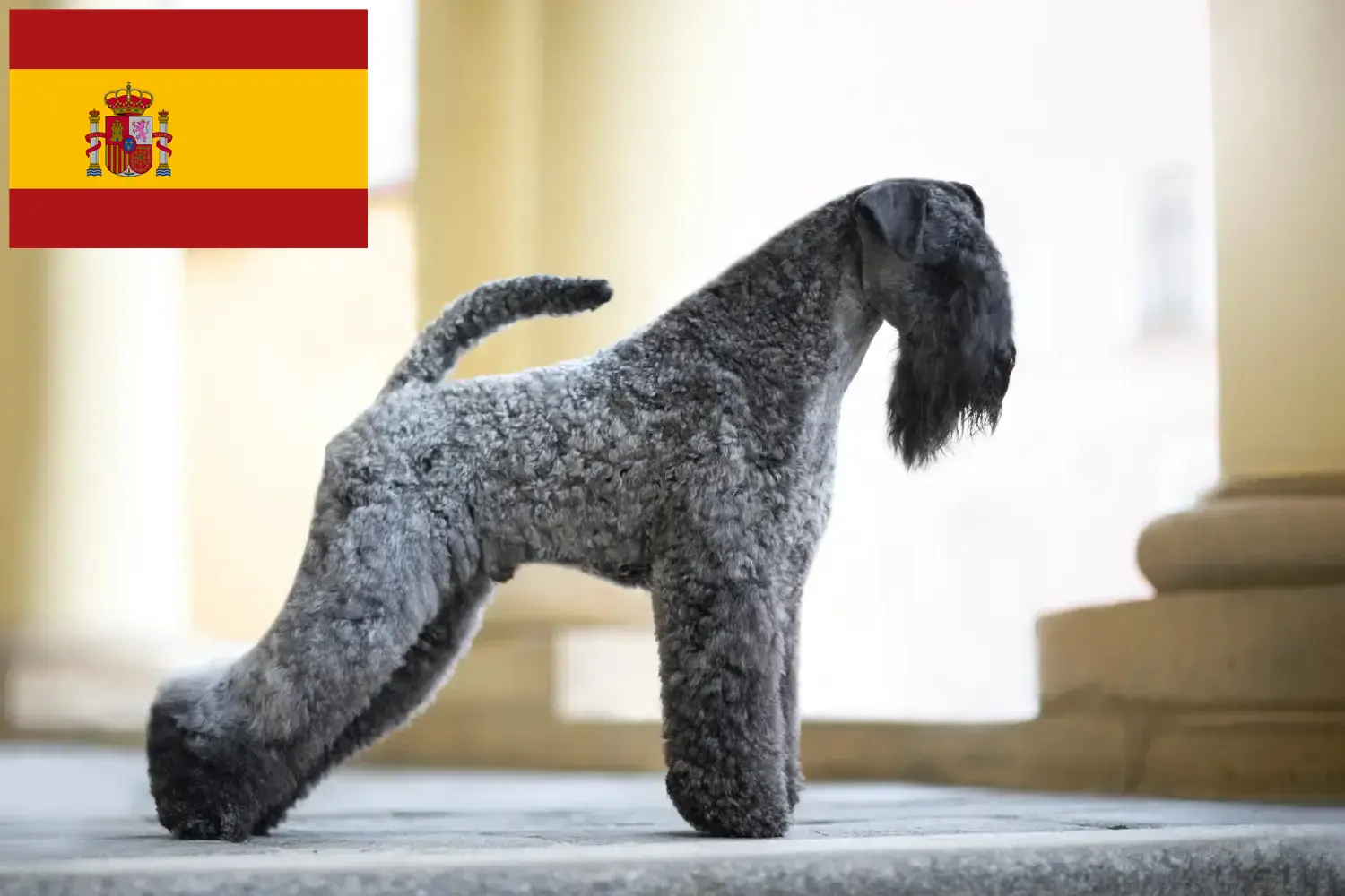 Kerry blue terrier szczenięta i hodowcy Hiszpania Znajdź tutaj hodowców rasy Kerry blue terrier w Hiszpania.