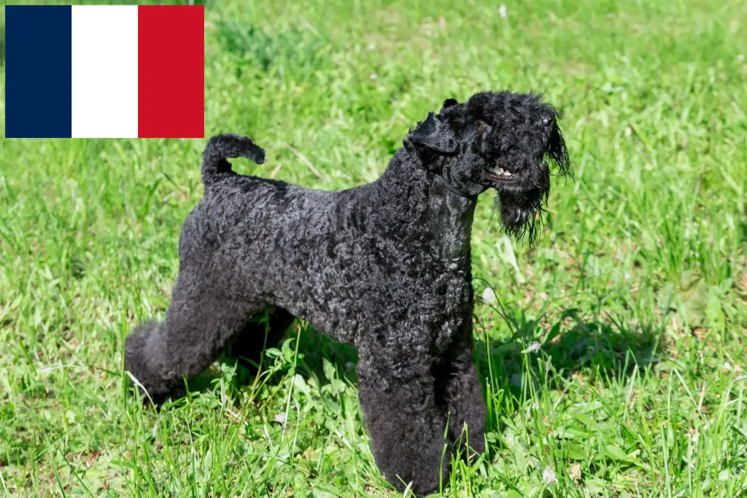Read more about the article Hodowcy i szczenięta Kerry blue terrier w Francja