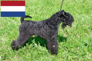 Read more about the article Hodowcy i szczenięta Kerry blue terrier w Holandia