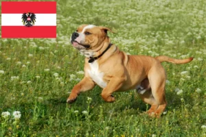 Read more about the article Hodowcy buldogów kontynentalnych i szczenięta w Austria